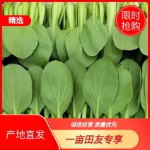 产地直销精品安徽小油菜上海青产地直发常年供货欢迎咨询