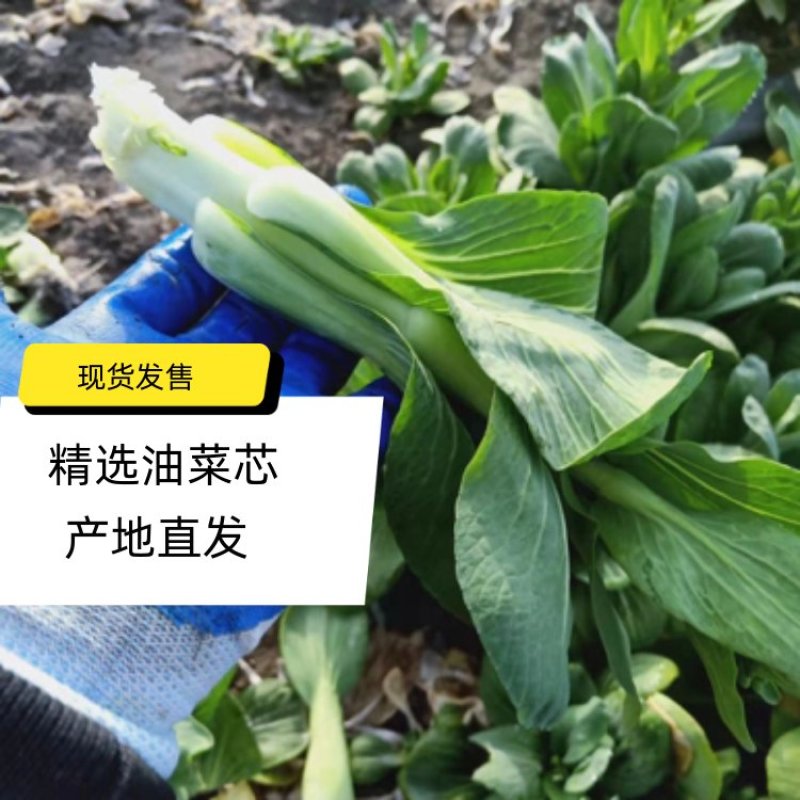 【牛商推荐】油菜苔，现摘现发，大量上市，质量保证，欢迎采购