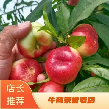 36-3蟠桃，精品油蟠桃蟠桃产地直供，红油蟠桃