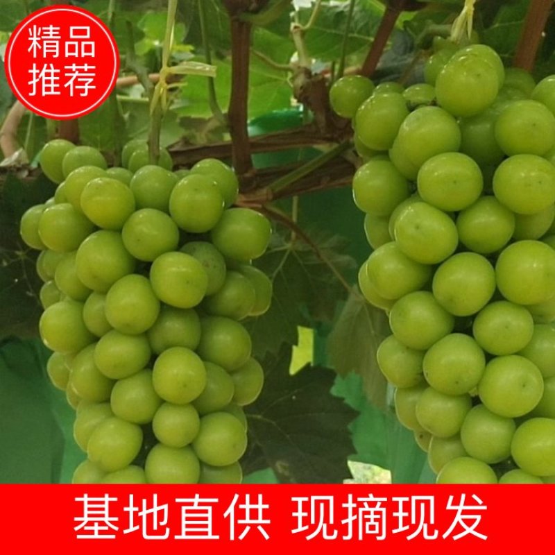 阳光玫瑰精品阳光玫瑰产地直销精品阳光玫瑰