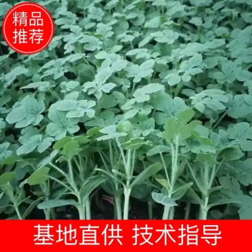 大量供应西瓜苗,现挖现发,死苗补发,可视频看货,两证一签