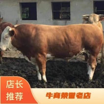 鲁西黄牛100~200kg，养殖基地直发，价格可谈，欢