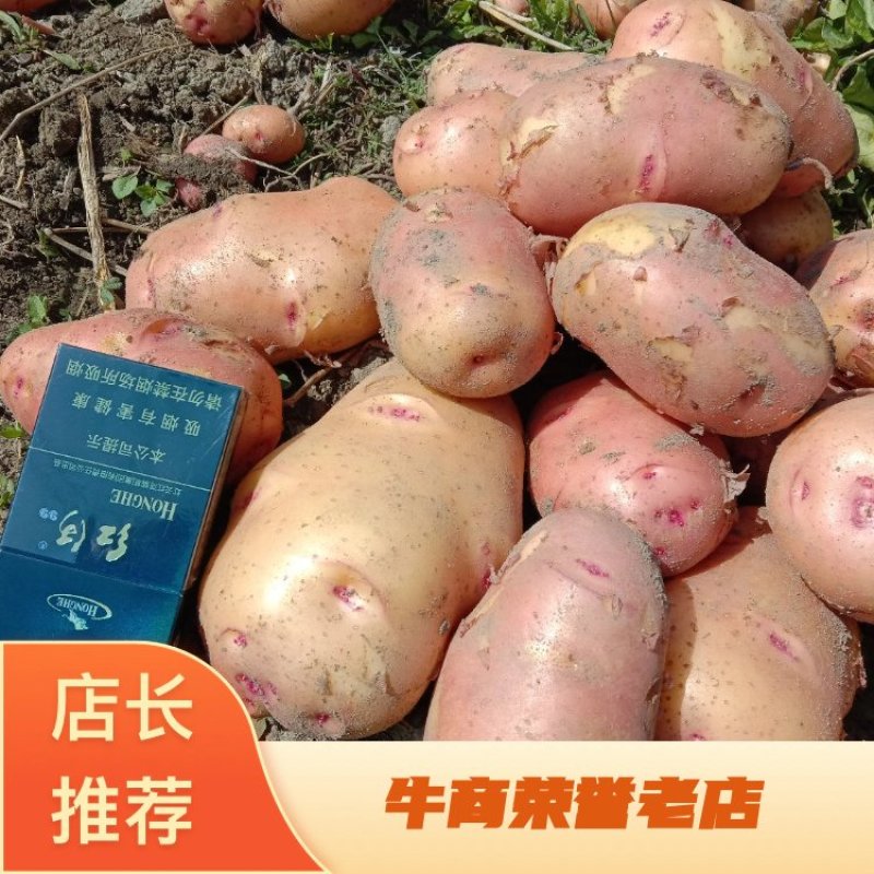 精品合作88号土豆量大欢迎批发采购