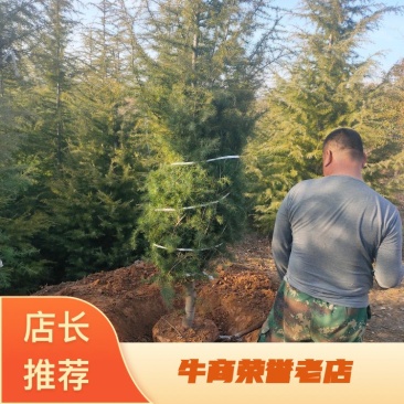 【牛商推荐】大田1-5米起步精品雪松基地直供欢迎选购