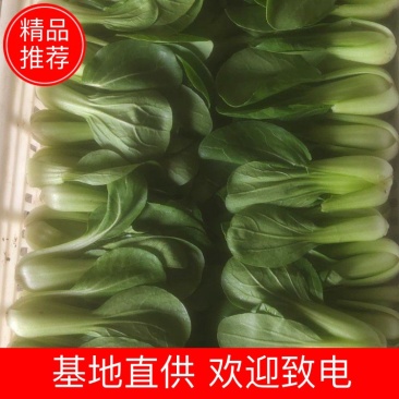 曹县上海青大量上市，产地直供质量可靠欢迎采购