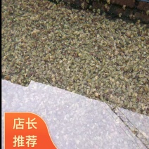 精品田螺品质保证饭店食材烧烤摊湖南产地直发各种水产