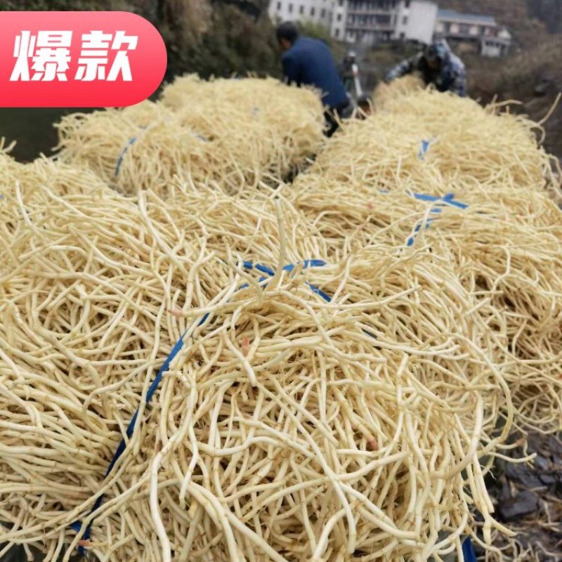 鱼腥草新鲜发货货量大口感清脆质量保证