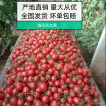 【热销】圣女果济南樱桃西红柿实力代办可视频