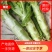 【牛商优选】精品莴笋大量上市产地直供货源充足