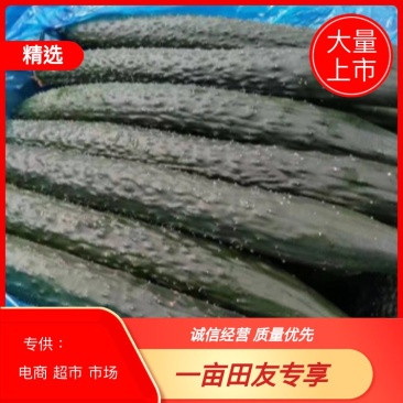 精品黄瓜，河北油瓜，产地直发，量大价优。