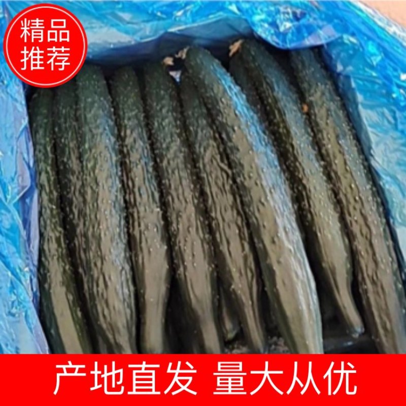 精品黄瓜，黄瓜产地直发欢迎老板致电订购。
