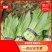 【精品】曹县油麦菜产地直供品质可靠量大从欢迎采购