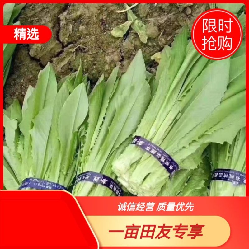 【精品】曹县油麦菜产地直供品质可靠量大从欢迎采购