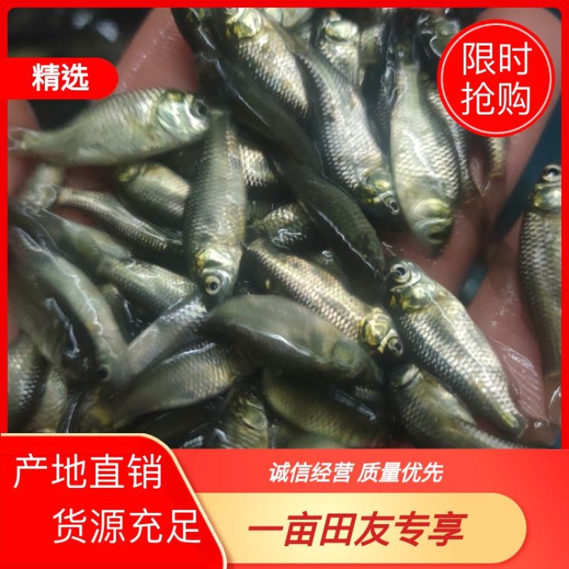 （精选优质）中科五号鲫鱼苗东北鲫鱼苗全国支持发货