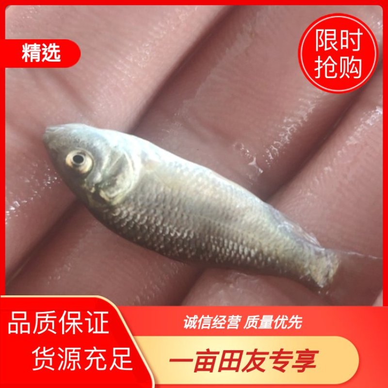 （精选优质）广东鲤鱼苗优质苗种产地直销货源充足
