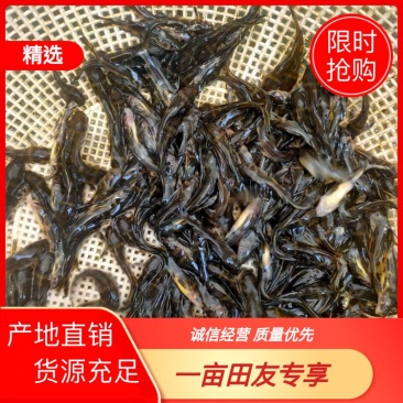 【黄骨鱼苗】杂交黄骨鱼苗黄辣丁鱼苗产地直供货源充足