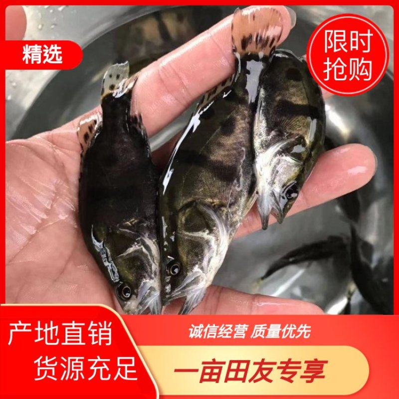 广东广州桂鱼苗鳜鱼苗翘嘴鱼苗货源充足全国发货