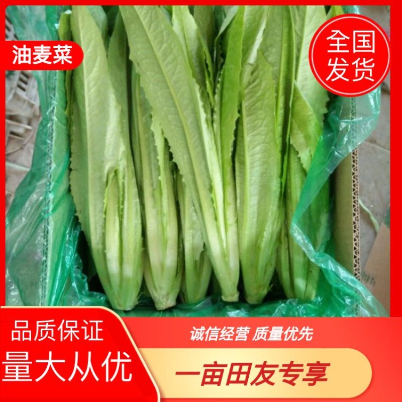 【油麦菜】永年油麦菜，15~20厘米以上，颜色好，货源足