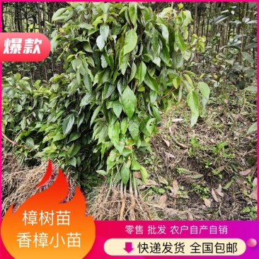 小叶香樟小苗零售批发，农户自产自销，快递发货，全国包邮