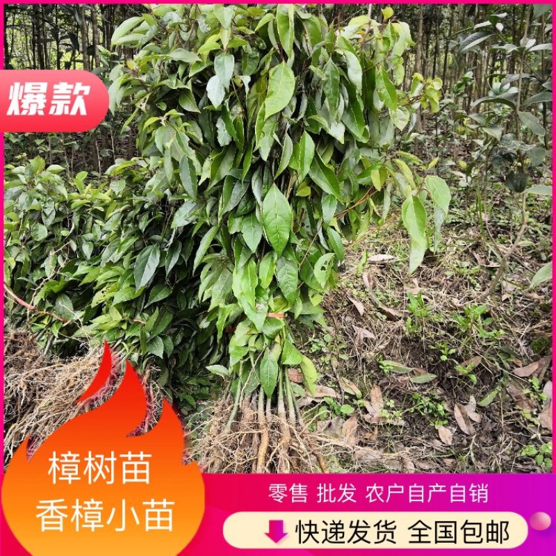 小叶香樟小苗零售批发，农户自产自销，快递发货，全国包邮