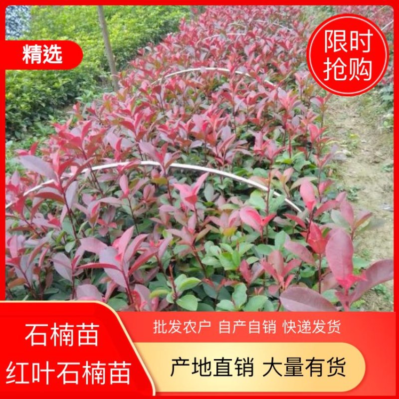 红叶石楠、红叶石楠树批发农户自产自销，快递发货