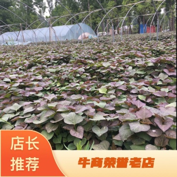 日供脱毒红薯苗，100万棵，西瓜红苗，烟蜜25苗，商薯苗