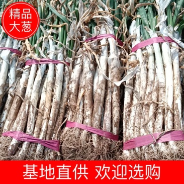 春天芽葱，长白大葱。欢迎各位老板前来选购。