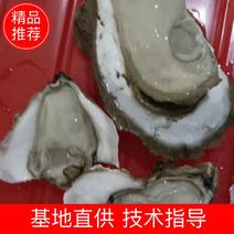广东台山脆蚝，烧烤高压锅专用蚝，支持半壳加工，产地直发