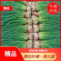 精品小葱，35厘米左右，根白叶绿，味儿甜