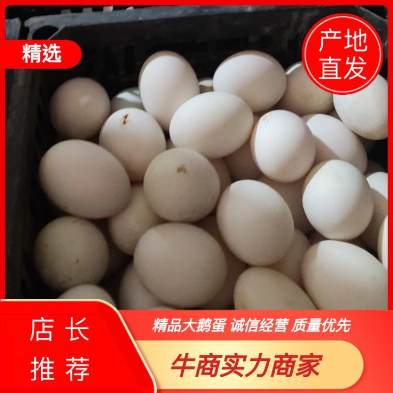 河北精品大鹅蛋产地直发质量保证全国发货欢迎联系