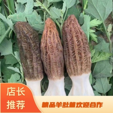 精选羊肚菌产地直发大量上市承接电商批发保证货真价实