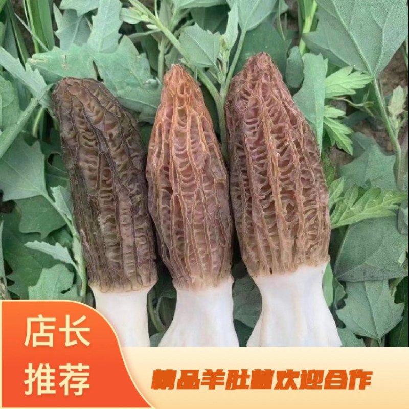 精选羊肚菌产地直发大量上市承接电商批发保证货真价实