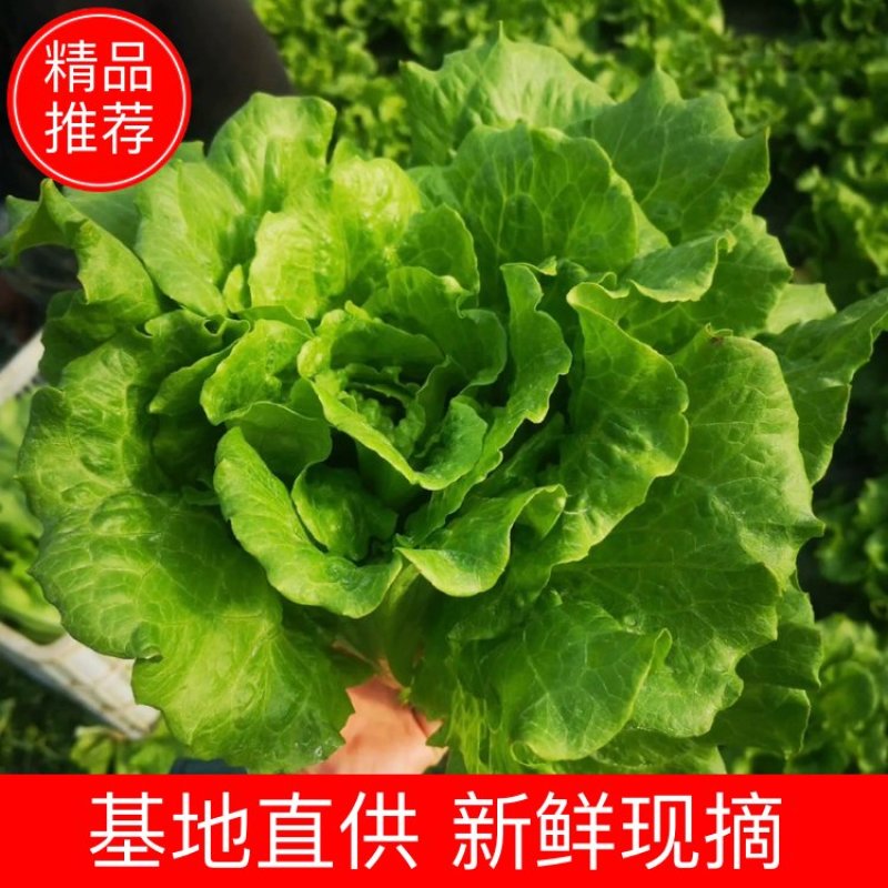 精品散叶生菜意大利生菜新鲜货现摘现发质量好大棚生菜