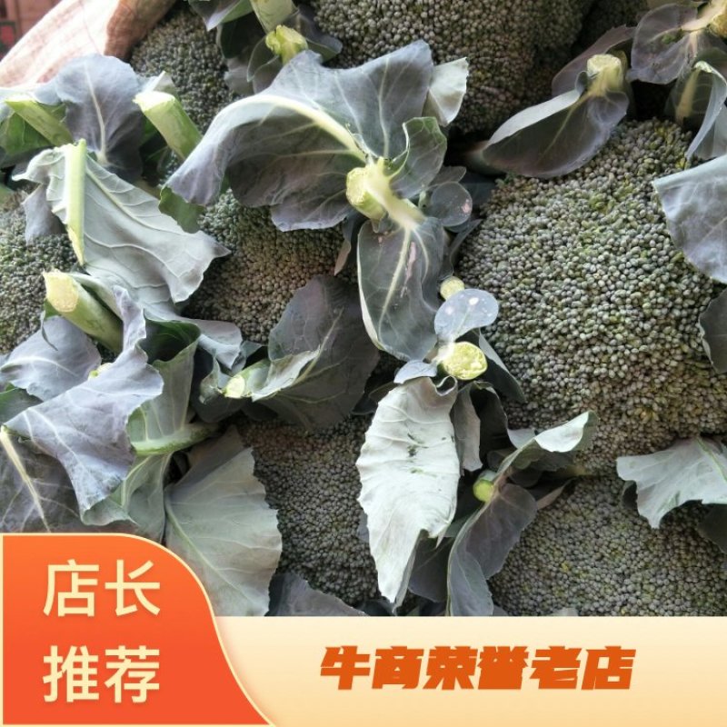 河北邯郸精品西兰花产地直供/批发代发全国