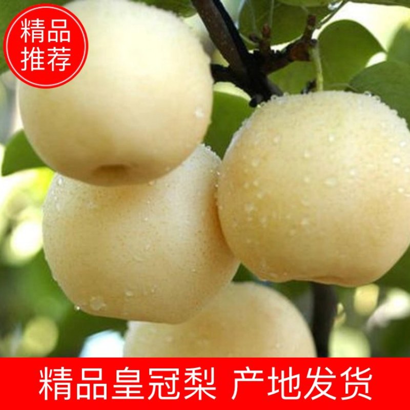 【河北皇冠梨】甘甜可口，产地直发，量大从优，欢迎实地看货