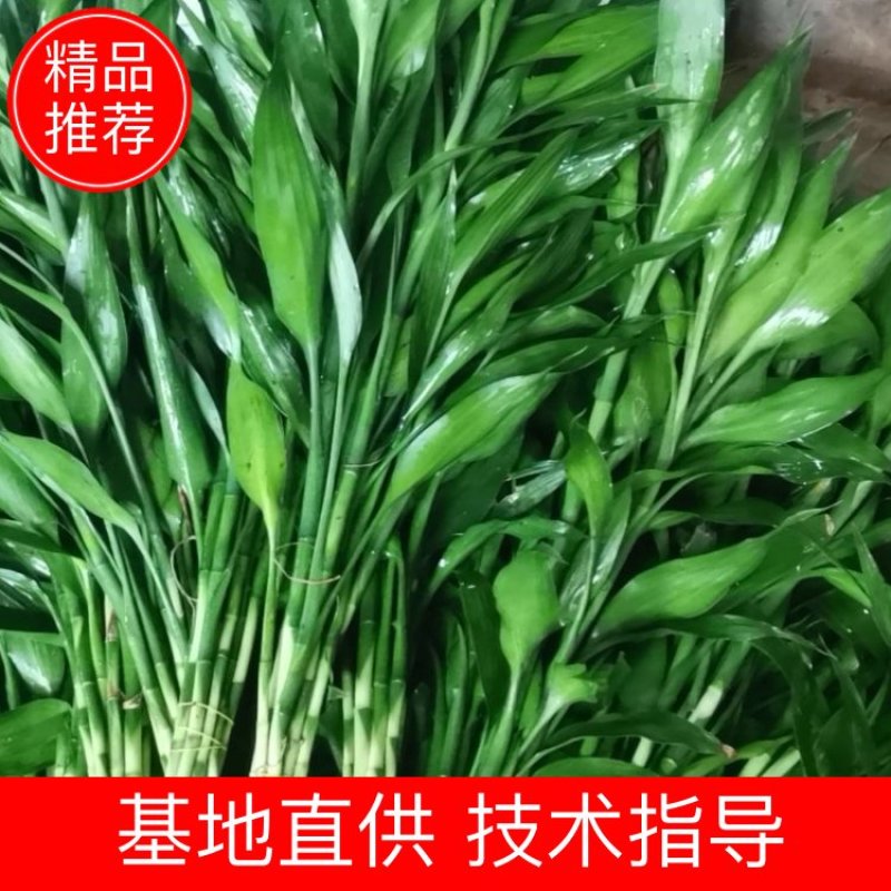 海南海口精品富贵竹，基地现采现发，种植面积100多亩