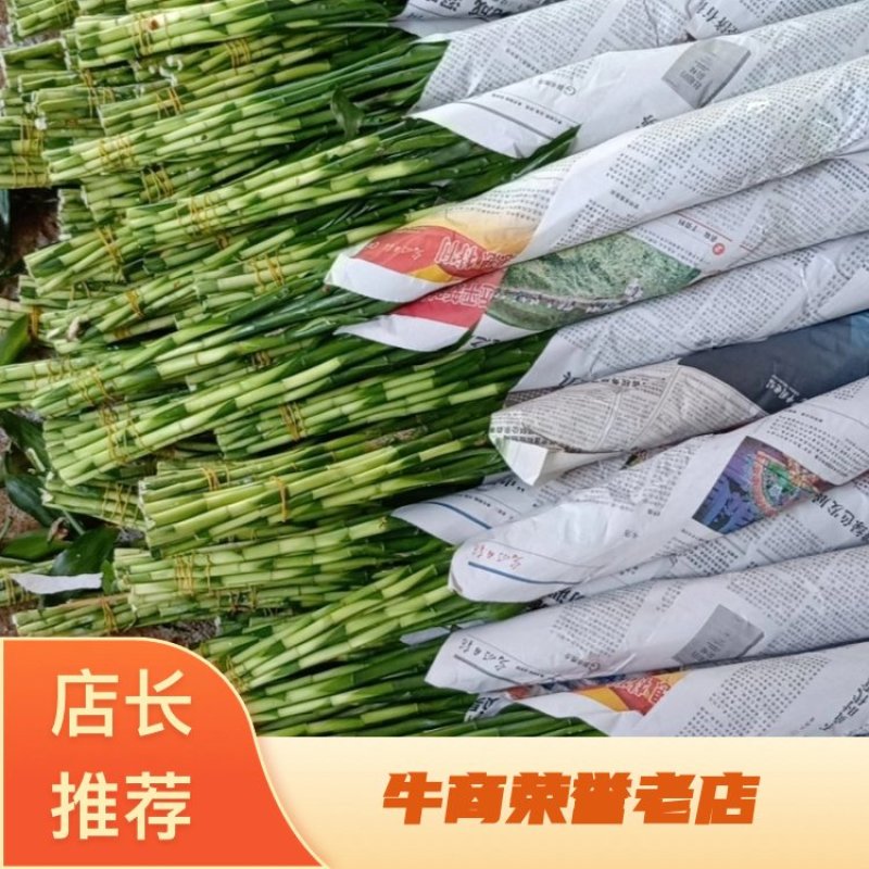 富贵竹水培观音竹室内客厅，面向全国各地批发，品质保证！