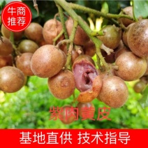 【放心苗】黄皮蜜香苗，紫肉苗假一赔十品种齐全欢迎电联