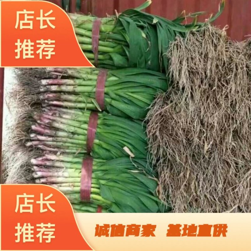 红根蒜苗45~50cm基地发货质量保证全国发货