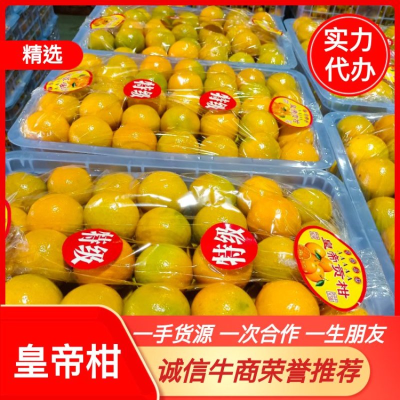 【精选优品】广东皇帝柑贡柑电商超市社区团购对接供应
