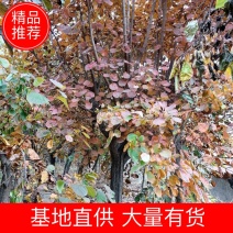 黄栌苗，黄栌小苗。大量有货各种规格彩叶树种