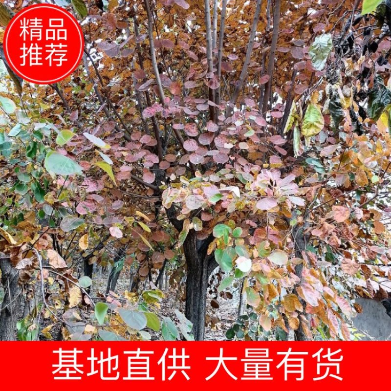 黄栌苗，黄栌小苗。大量有货各种规格彩叶树种