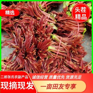 四川露天头茬香椿芽质量保障一手货源产地直发规格齐全