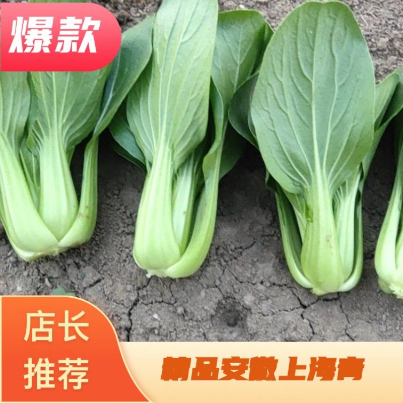 安徽太和上海青种植基地，产地直发，货源充足