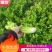 （热销）芹菜产区直供，无苔。货源充足，量大从优，视频看货
