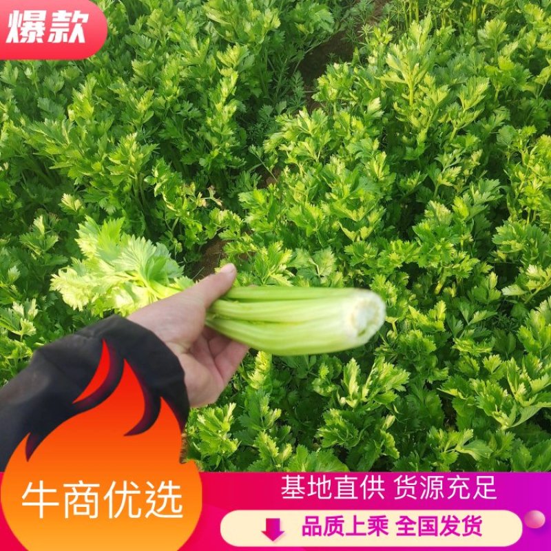 （热销）芹菜产区直供，无苔。货源充足，量大从优，视频看货