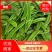 杨林寨刀巴豆/脆嫩刀豆/腌酸菜上品/下饭菜