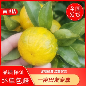 【柑桔】精品南瓜桔产地直销量大从优欢迎咨询