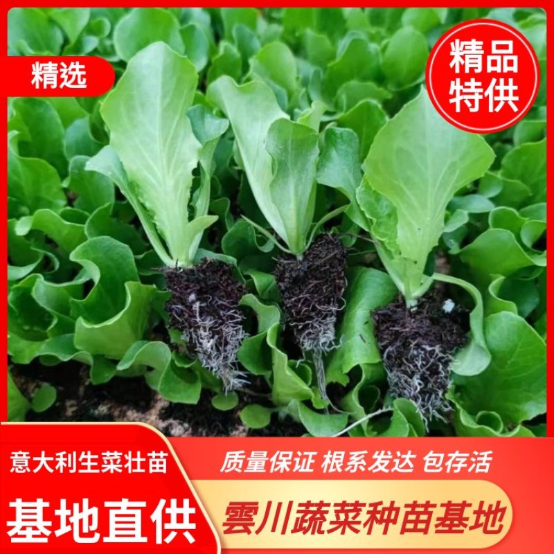 优质意大利生菜壮苗！无病害！品种特性耐抽薹！