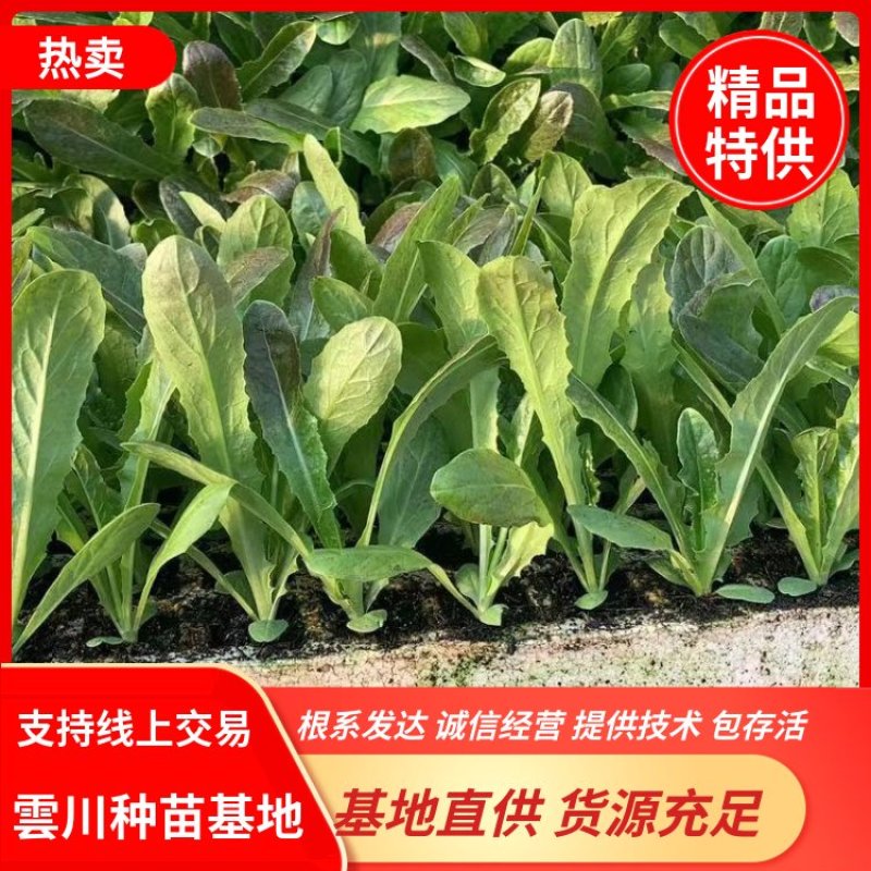 红尖叶莴笋苗子，三青莴笋苗，二青莴笋苗，壮苗！！！！
